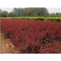 红叶小檗苗木基地/红叶小檗种植基地