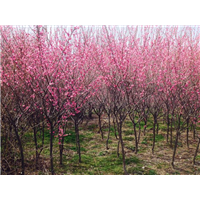 江苏梅花树价格&江苏梅花苗木基地