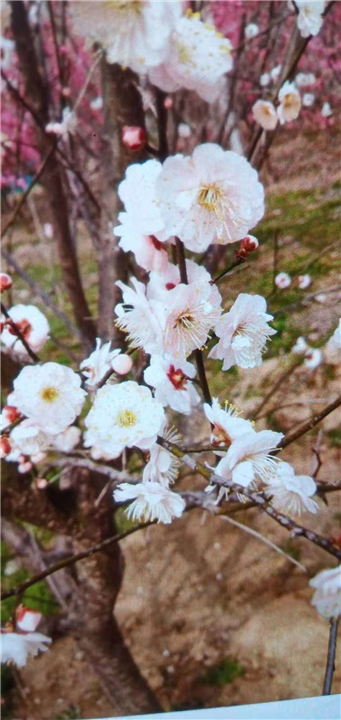 湖北梅花造型树供应商 