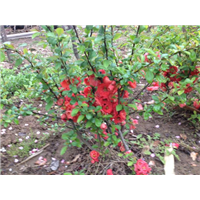 海棠花种植基地”哪里有海棠花卖