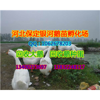 保定鹅|河北商品鹅|保定商品鹅