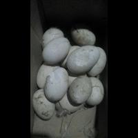 河北孵化场｜河北孵化厂