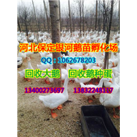 河北商品鹅|保定商品鹅