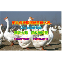 保定鹅苗|保定小鹅
