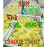 保定商品鹅|河北回收大鹅