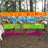 保定鹅苗|保定小鹅|保定鹅