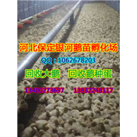 保定商品鹅|河北回收大鹅