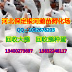 保定商品鹅|河北回收大鹅