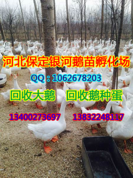 河北商品鹅|保定商品鹅