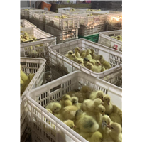 河北鹅苗销售