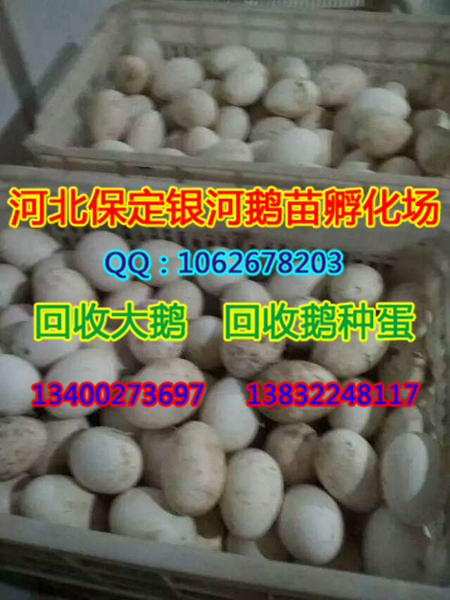 河北鹅苗|河北小鹅|保定鹅苗