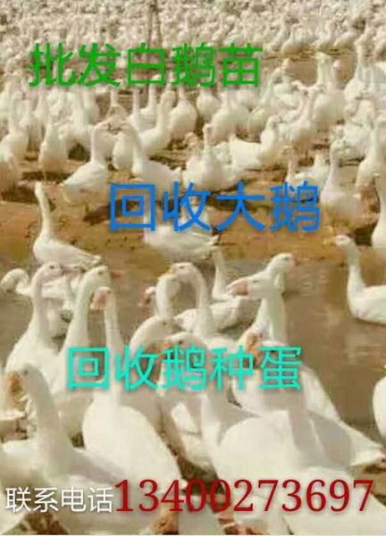 保定商品鹅|河北回收大鹅