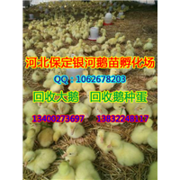 河北商品鹅|保定商品鹅