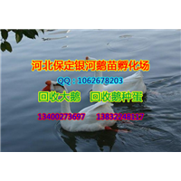 河北鹅苗|河北小鹅