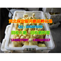 保定小鹅|保定鹅|河北商品鹅