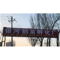 河北鹅苗孵化场