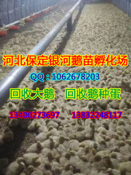 保定商品鹅|河北回收大鹅