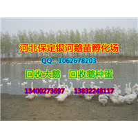河北回收大鹅|河北回收鹅种蛋