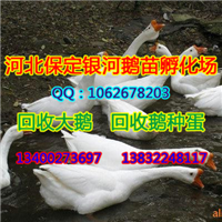 |保定小鹅|保定鹅
