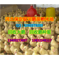 河北小鹅|保定鹅苗|保定小鹅