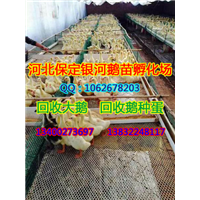 保定鹅|河北商品鹅