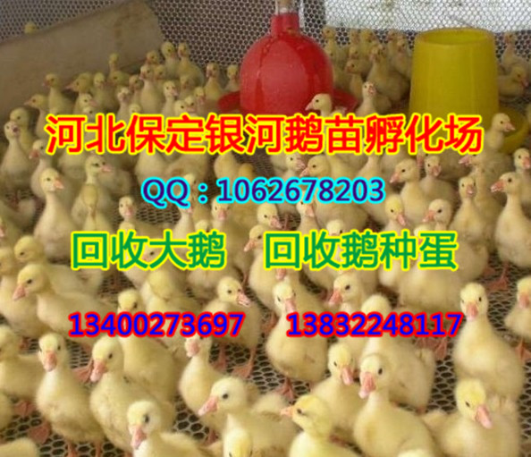 河北小鹅|保定鹅苗|保定小鹅