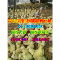 河北商品鹅|保定商品鹅