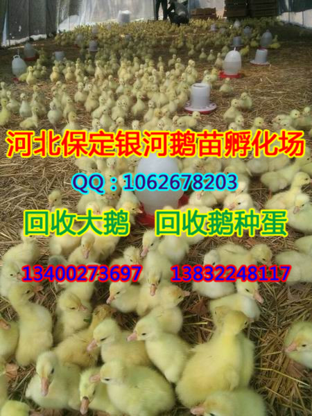 河北商品鹅|保定商品鹅