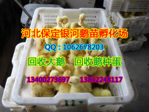保定小鹅|保定鹅|河北商品鹅
