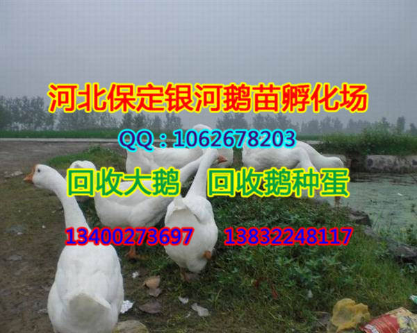 保定鹅|河北商品鹅|保定商品鹅