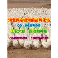 河北回收鹅种蛋|河北鸭苗