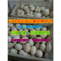 河北鹅苗|河北小鹅|保定鹅苗