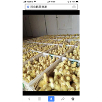 河北鹅苗