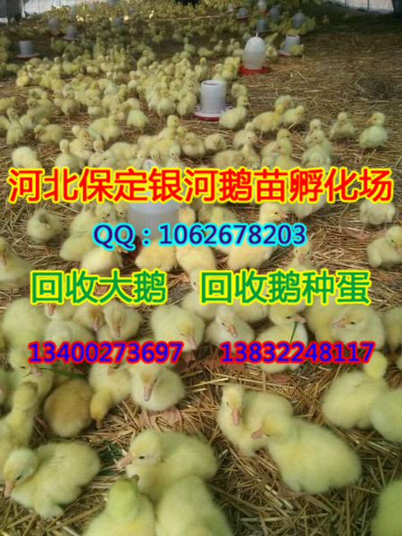 河北商品鹅|保定商品鹅