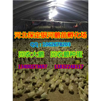 河北商品鹅|保定商品鹅