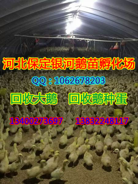 河北商品鹅|保定商品鹅