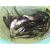 湖北鲢鱼苗|四大家鱼苗批发 