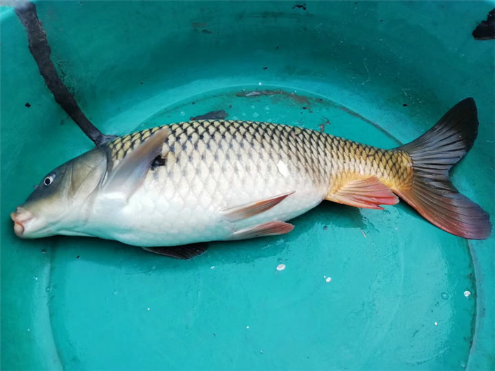 湖北鲤鱼苗｜湖北鲤鱼苗批发价格 