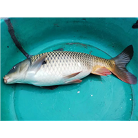 湖北鲤鱼苗｜湖北鲤鱼苗批发价格 