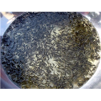 湖北鲫鱼苗养殖|福建鲫鱼苗批发 