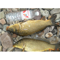 湖北黄金鲤鱼苗|鲤鱼苗批发价格 
