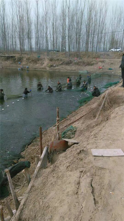 湖北鱼苗养殖基地｜江西鱼苗养殖 