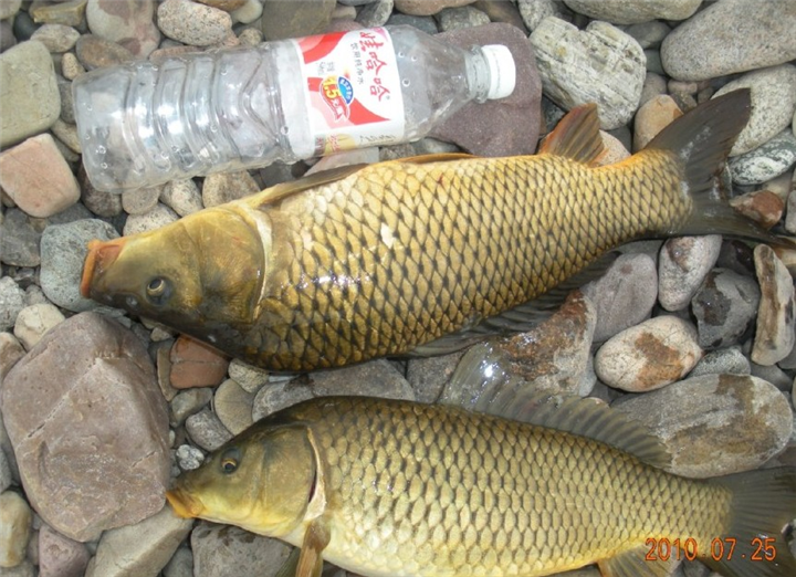 湖北黄金鲤鱼苗|鲤鱼苗批发价格 