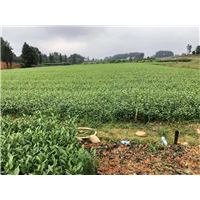 四川福鼎大白茶苗 