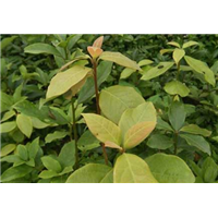 四川老鹰茶苗 