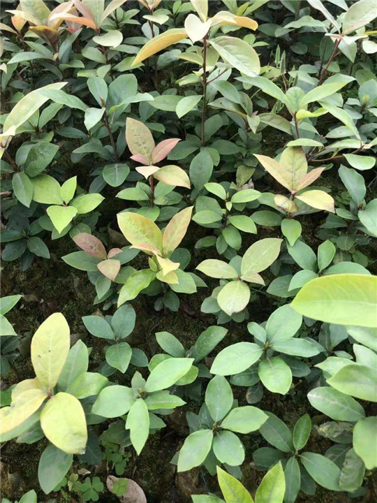 德阳乌牛早茶苗 