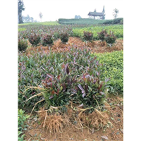 福建龙井43号茶苗 