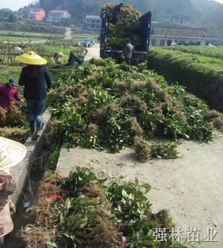 四川茶树苗。茶苗出售@楮叶齐茶苗基地 