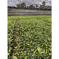云南茶苗价格-云南茶苗批发-云南茶苗基地 