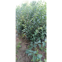 凉山黄金茶苗 